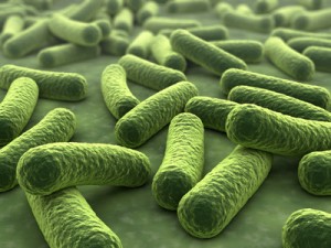 Bacteria 3D
